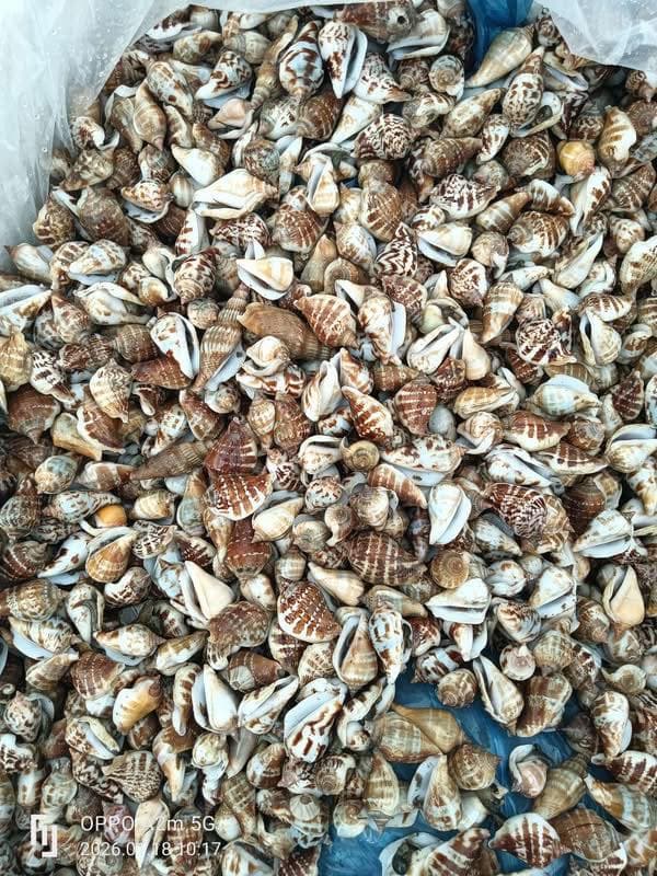 Bán ốc nhảy Bình Thuận tươi, thịt mập, giá 110k/2kg, lẻ 60k/kg, hấp +10k/kg kèm nước chấm. Miễn ship Vin. - 1/5