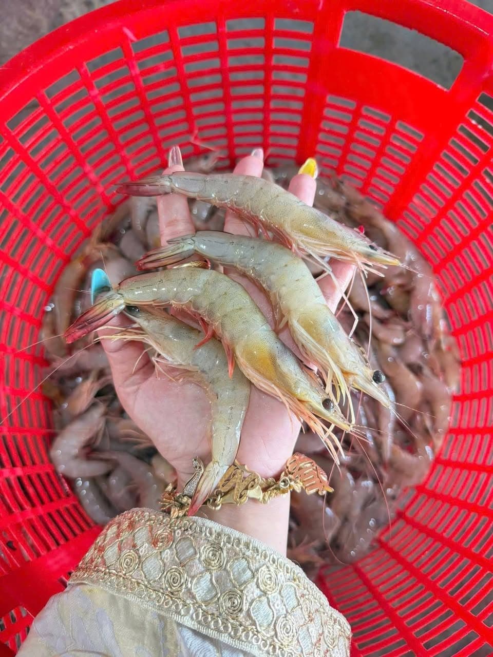 Bán tôm thẻ biển thiên nhiên tươi sống, thịt ngọt, giá 1kg 180k, 2kg 350k. Bao tươi ngon, kiểm tra hàng thoải mái. Miễn ship Vin. - 2/5