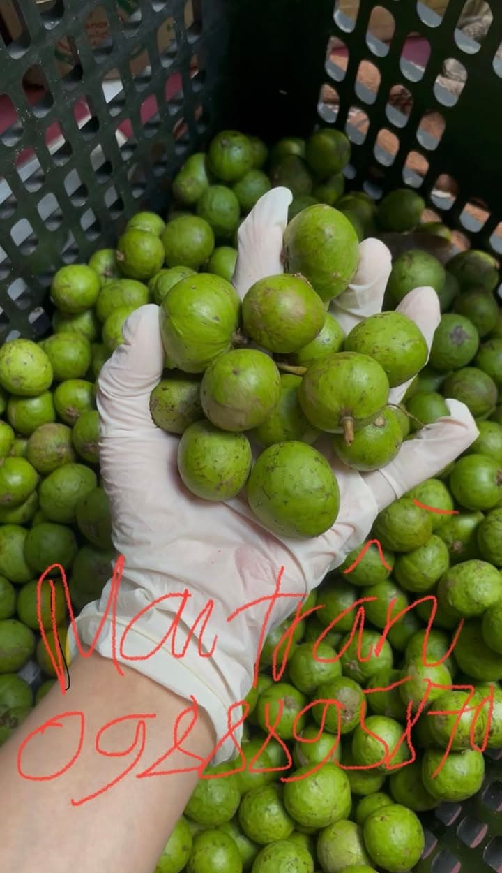 Bán sấu tươi cạo vỏ, sấu cấp đông, sấu còn vỏ, sấu ngâm đường, mơ ngâm đường. Giá từ 70k/kg, ship từ quận 4. Có bán sỉ cho nhà hàng, quán ăn. - 1/5