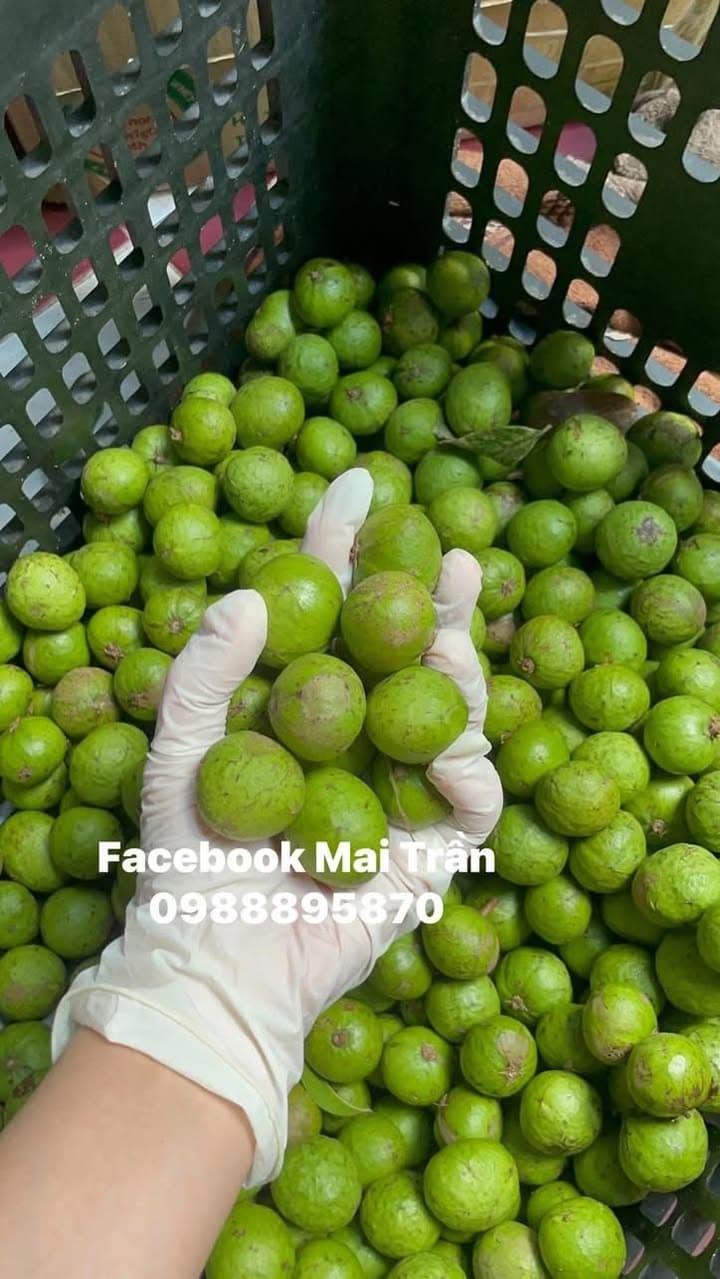 Bán sấu tươi cạo vỏ, sấu cấp đông, sấu còn vỏ, sấu ngâm đường, mơ ngâm đường. Giá từ 70k/kg, ship từ quận 4. Có bán sỉ cho nhà hàng, quán ăn. - 2/5