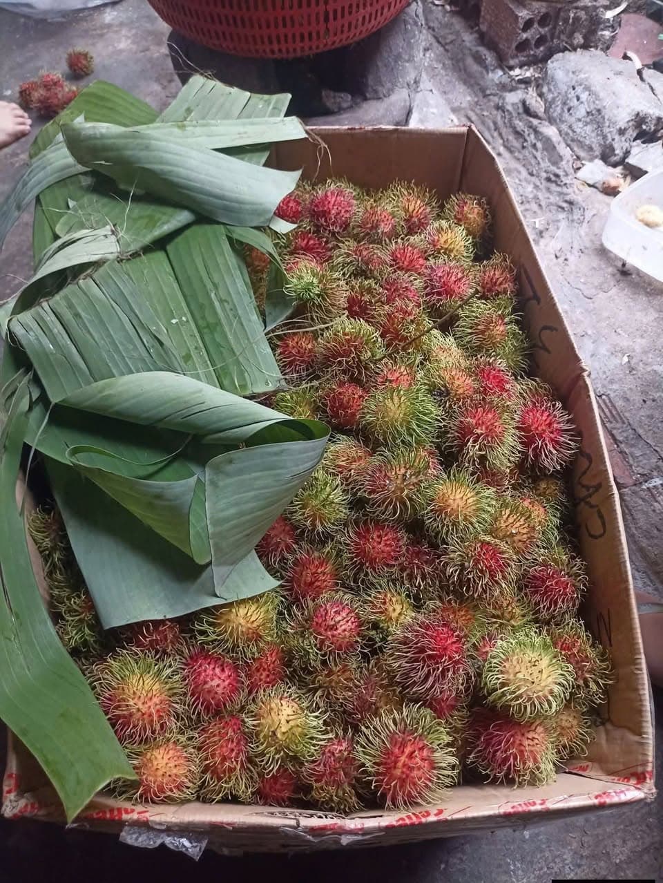 Bán chôm chôm Thái vườn nhà, không thuốc, 180k/set 4kg. Cơm dày, ngọt, nhận đặt hàng và giao tận nơi. Có thể vào vườn hái nếu thích. - 2/2