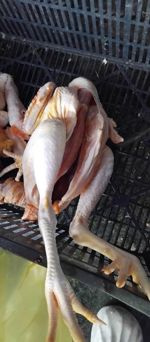 Bán 2 con gà ta đã làm sạch (2kg), tặng kèm lá chanh, lòng mề tươi, miễn phí giao hàng. Giá 190k/2 con. Liên hệ: 0769871190. - 1/1