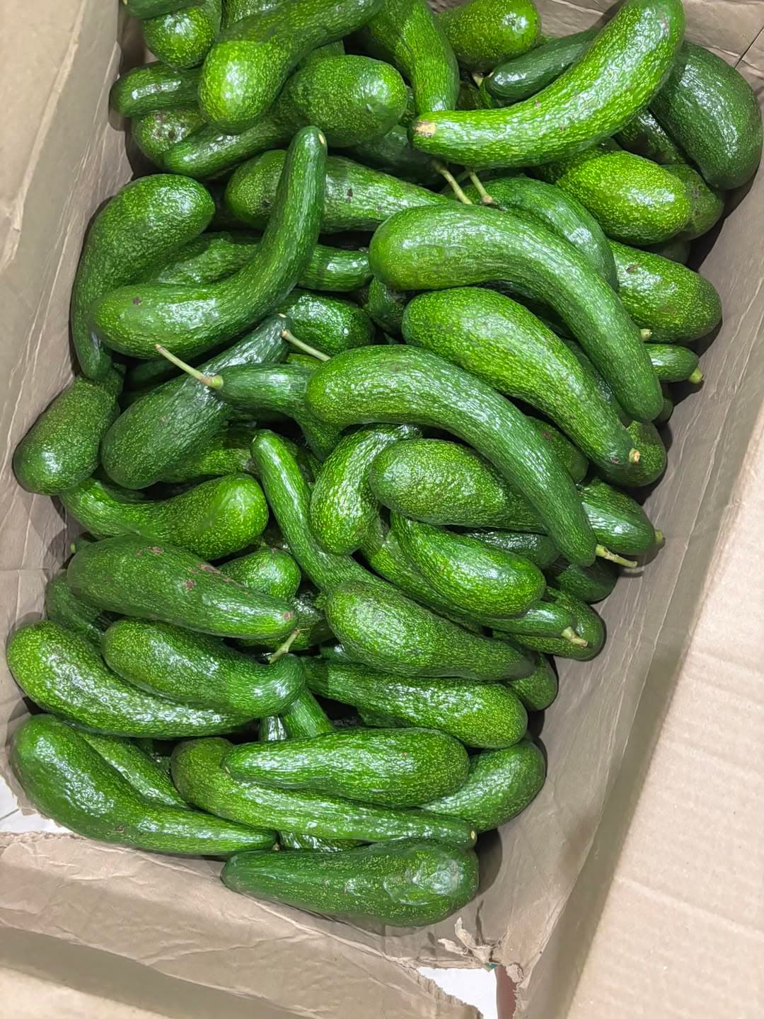 Bơ 034 ngon dẻo, nhà tự trồng, đảm bảo chất lượng. Giá 60k/kg, freeship Vinhome. Quý cô chú anh chị ủng hộ nhé! - 1/1