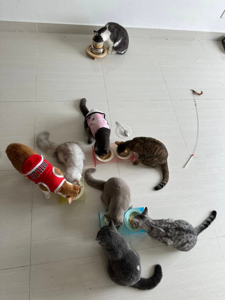 Bán cỏ mèo 15 🐟/chậu, freeship đơn từ 50 🐟. Có thêm pate tươi cho mèo, liên hệ để nhận menu. - 2/2