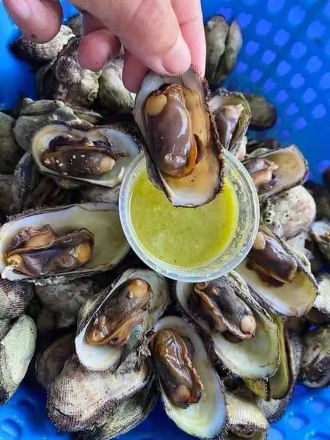 Bán sò đá Cam Ranh tươi sống, thịt béo ngọt, giá 95K/2kg hoặc 130K/3kg. Bao sống, bao kiểm hàng, ship tận nơi 20k-30k. Liên hệ 0933754543. - 3/5