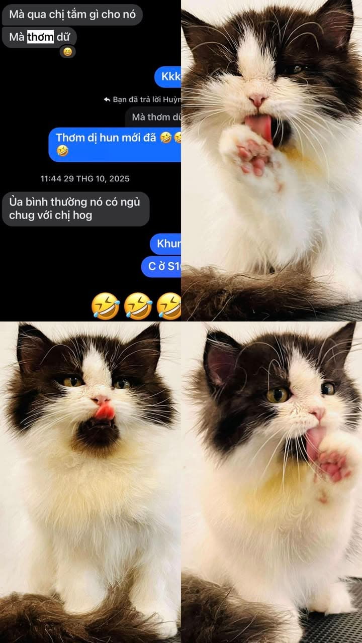 Spa Mèo Ú nhận giặt, làm sạch, chăm sóc thú cưng (chó mèo) dịp lễ. Đặt lịch sớm để giữ slot, dịch vụ giúp boss thơm tho, sạch sẽ. - 5/5