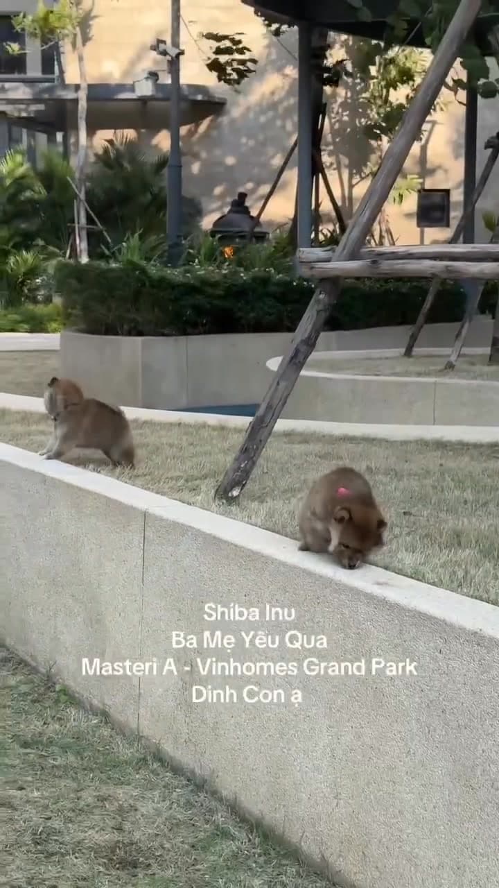 Bài đăng giới thiệu cửa hàng thú cưng tại Vinhomes Grand Park Q9, cung cấp chó mèo cảnh cho cư dân. Mời ghé shop để chọn thú cưng phù hợp cho tổ ấm. - 2/5