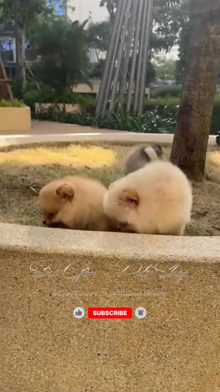 Bài đăng giới thiệu cửa hàng thú cưng tại Vinhomes Grand Park Q9, cung cấp chó mèo cảnh cho cư dân. Mời ghé shop để chọn thú cưng phù hợp cho tổ ấm. - 5/5