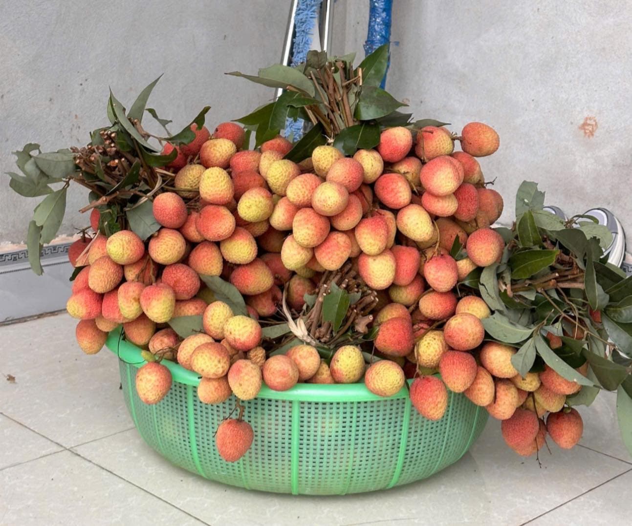 Vải Lục Ngạn Bắc Giang quả to, ngọt, cành lá tươi xanh, giá 105k/kg. Giao tại T11-16 Manhattan Vinhome Grand Park. Liên hệ 0853933804. - 1/4