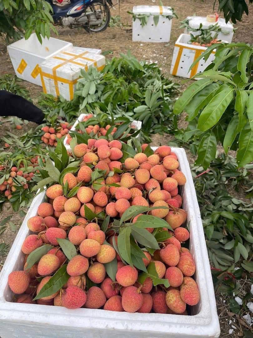 Vải Lục Ngạn Bắc Giang quả to, ngọt, cành lá tươi xanh, giá 105k/kg. Giao tại T11-16 Manhattan Vinhome Grand Park. Liên hệ 0853933804. - 2/4
