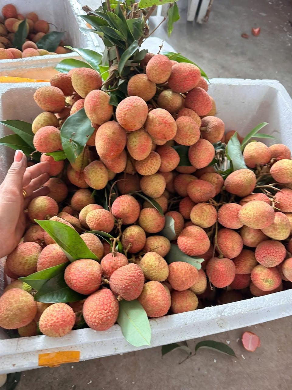 Vải Lục Ngạn Bắc Giang quả to, ngọt, cành lá tươi xanh, giá 105k/kg. Giao tại T11-16 Manhattan Vinhome Grand Park. Liên hệ 0853933804. - 3/4