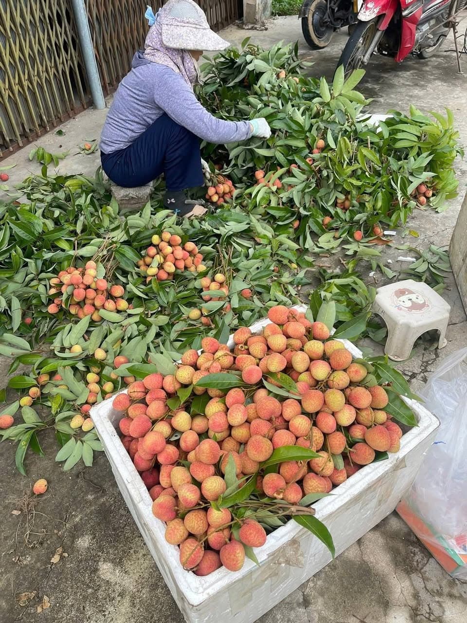 Vải Lục Ngạn Bắc Giang quả to, ngọt, cành lá tươi xanh, giá 105k/kg. Giao tại T11-16 Manhattan Vinhome Grand Park. Liên hệ 0853933804. - 4/4