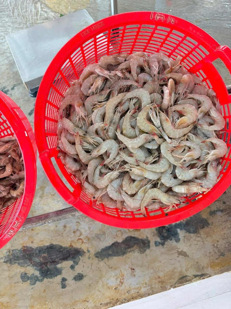 Bán tôm thẻ biển thiên nhiên, tươi ngon, giá 1kg 180k, 2kg 350k. Bao tươi, kiểm tra hàng thoải mái. Miễn ship Vin. - 2/4