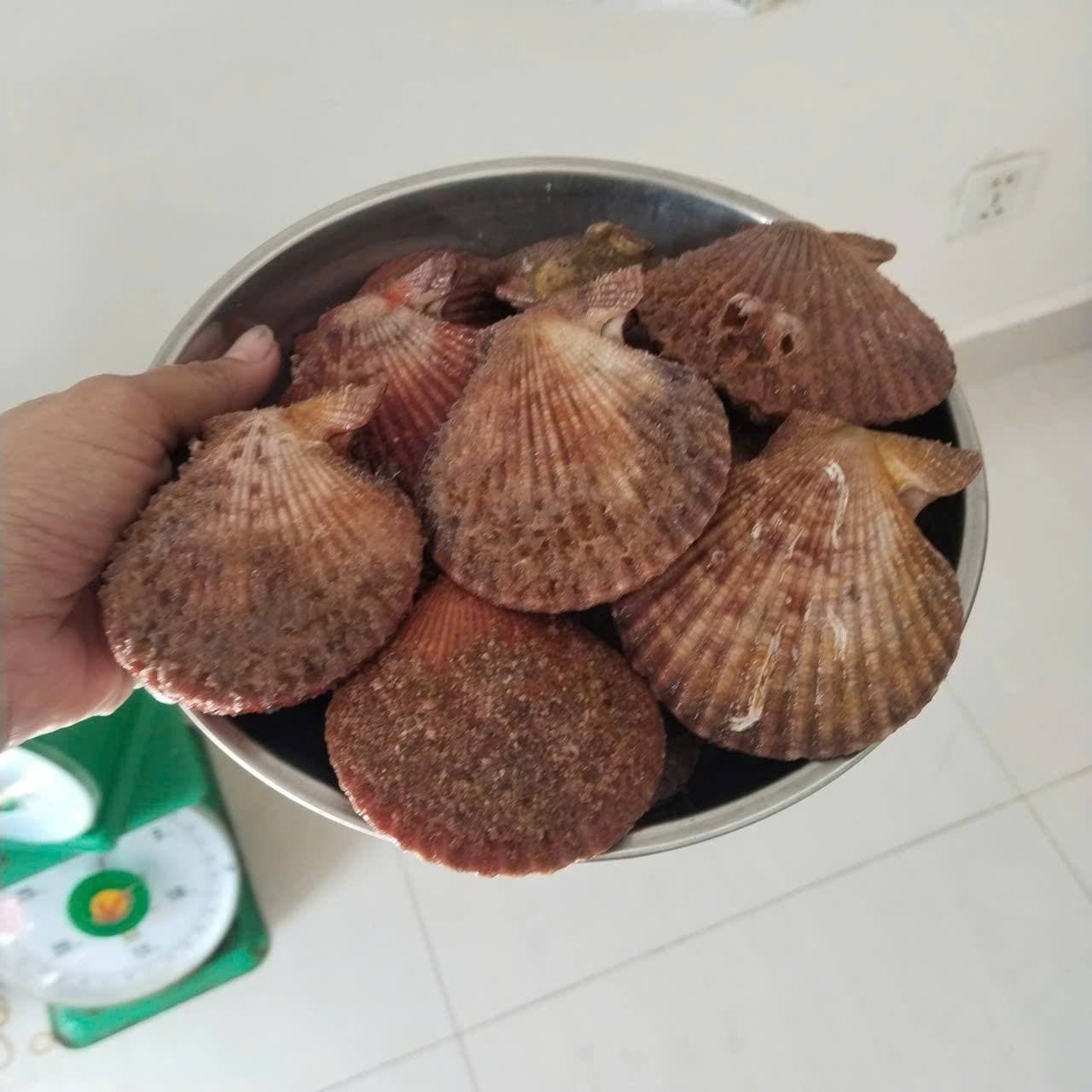 Bán sò điệp đỏ size lớn, tươi sống, 95k/kg (20-25 con), miễn ship tại S2-05 Vin. Liên hệ 0974406022. - 1/4