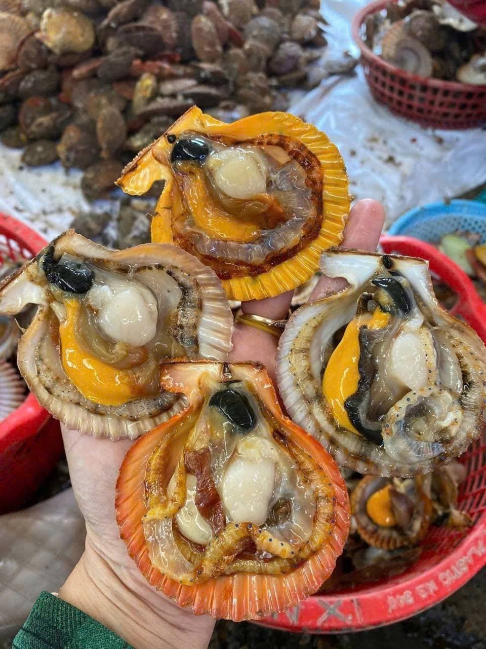 Bán sò điệp đỏ size lớn, tươi sống, 95k/kg (20-25 con), miễn ship tại S2-05 Vin. Liên hệ 0974406022. - 3/4