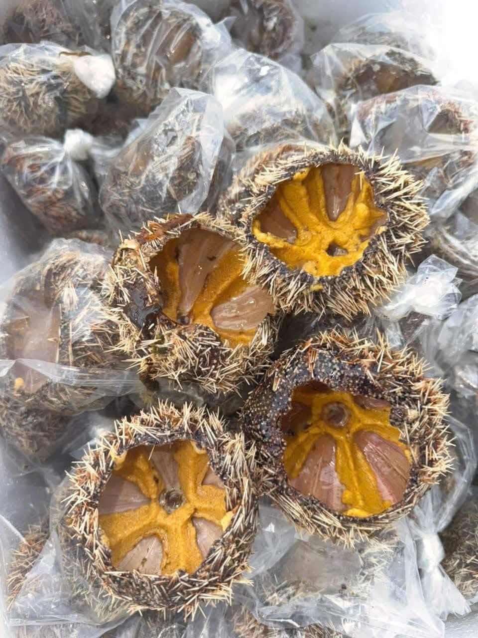 Bán nhum sọ gạch vàng đã làm sạch, size to, thơm béo. Giá 220k/10 con, 115k/5 con. Ship từ 20-30k. Chỉ việc chế biến, phù hợp nướng mỡ hành, nấu cháo. - 1/4