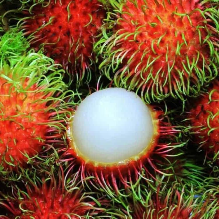 Bán chôm chôm Thái Long Khánh, hái sáng giao chiều, bao tươi ngọt. Miễn ship Vin. Giá 110k/2kg. Liên hệ 0902811248. - 2/4