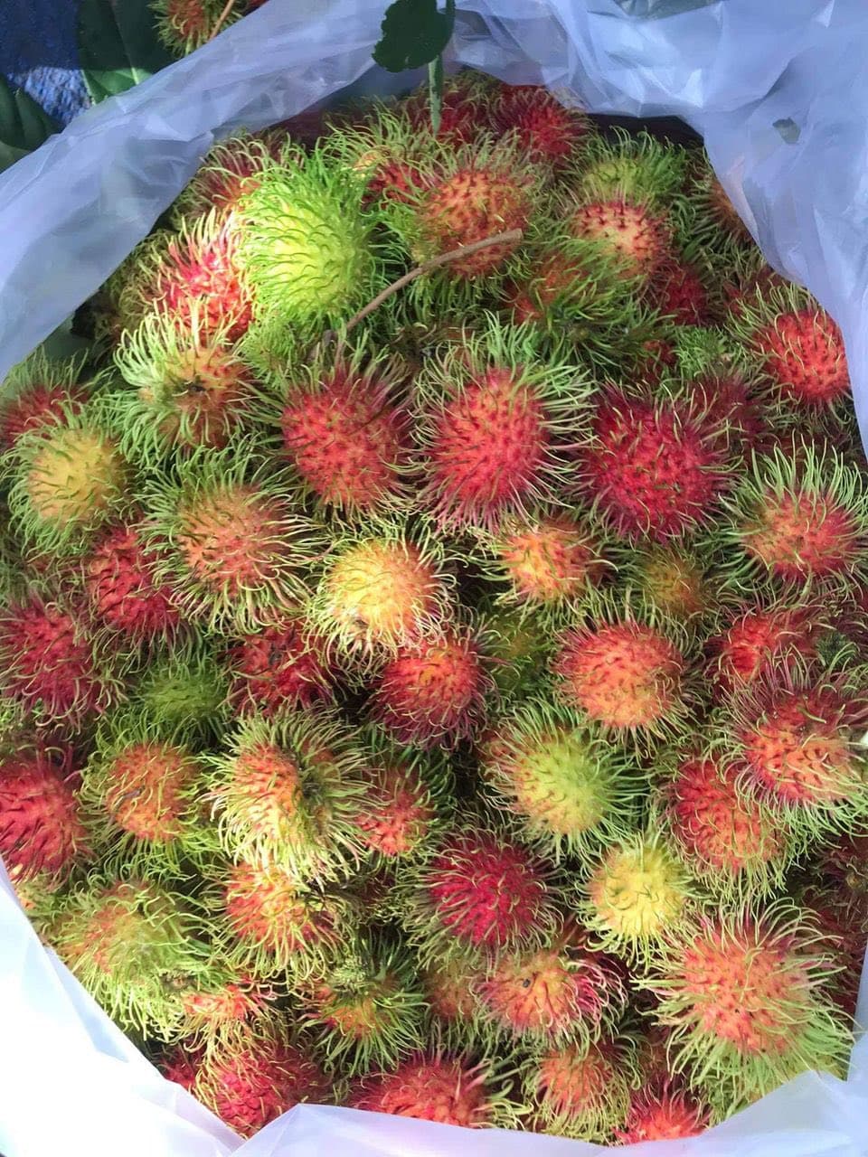 Bán chôm chôm Thái Long Khánh, hái sáng giao chiều, bao tươi ngọt. Miễn ship Vin. Giá 110k/2kg. Liên hệ 0902811248. - 4/4