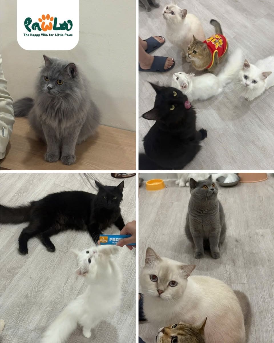 PawLa Pet Coffee cung cấp dịch vụ chăm sóc, lưu trú, nhà trẻ, tắm & grooming cho thú cưng tại Vinhomes Grand Park. Không gian cà phê mèo, chăm sóc toàn diện, hotline 0978 545 025. - 5/5