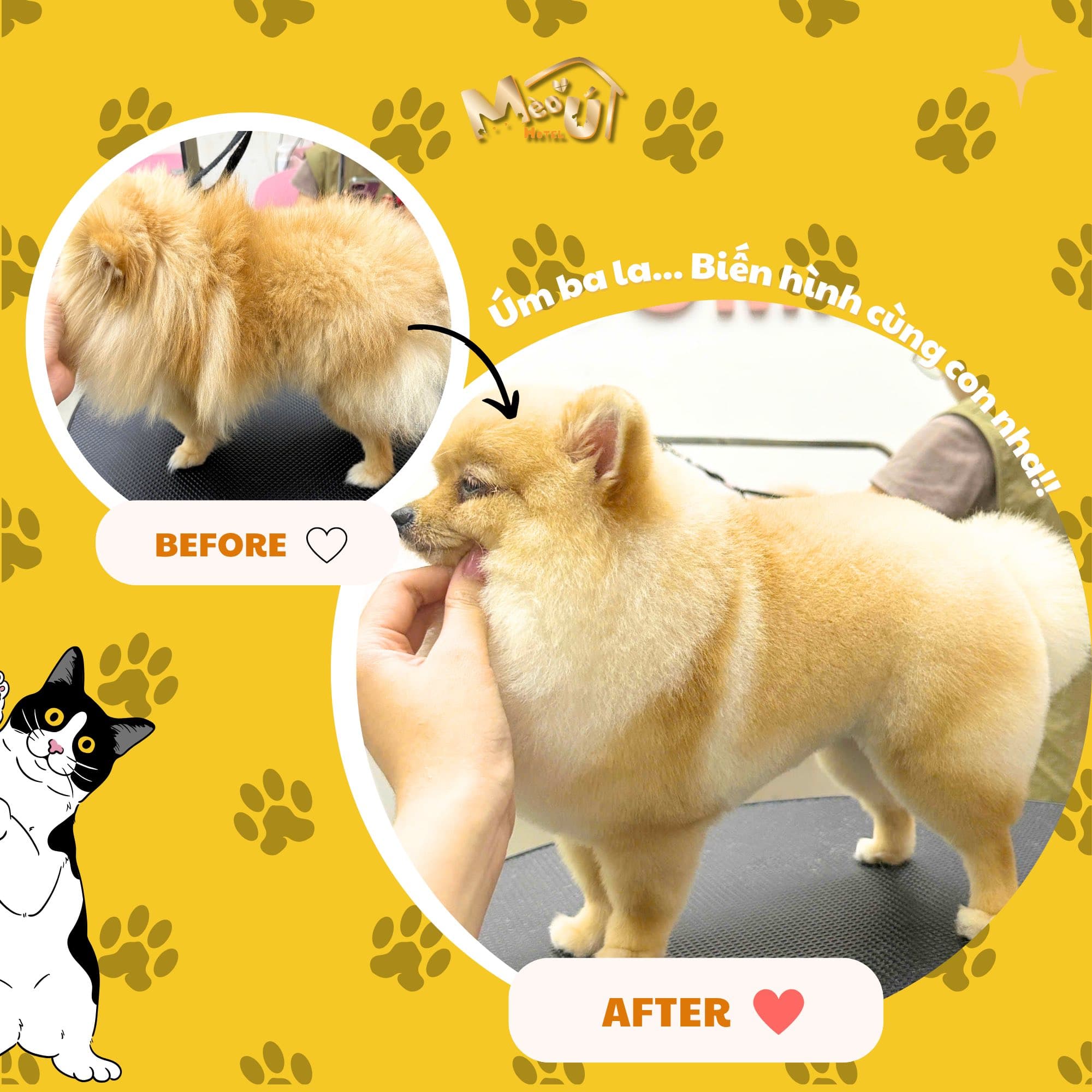 Dịch vụ spa & grooming cho chó mèo: tắm sạch, cắt tỉa lông gọn gàng, giúp thú cưng thơm tho và đẹp hơn. Liên hệ Hà My để đặt lịch. - 2/4