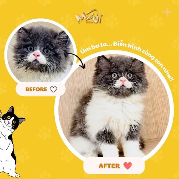 Dịch vụ spa & grooming cho chó mèo: tắm sạch, cắt tỉa lông gọn gàng, giúp thú cưng thơm tho và đẹp hơn. Liên hệ Hà My để đặt lịch. - 3/4