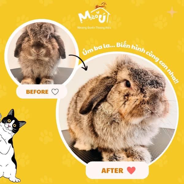 Dịch vụ spa & grooming cho chó mèo: tắm sạch, cắt tỉa lông gọn gàng, giúp thú cưng thơm tho và đẹp hơn. Liên hệ Hà My để đặt lịch. - 4/4