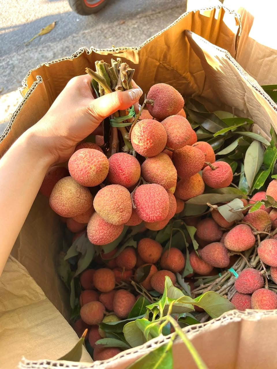 Bán vải Đăk Lăk tươi, trái to, ngọt, giá ưu đãi theo số lượng: 1kg 40k, 2kg 75k, 3kg 110k. Nhận đơn và ship vào Thứ 4. Liên hệ qua bình luận hoặc nhắn tin. - 1/4