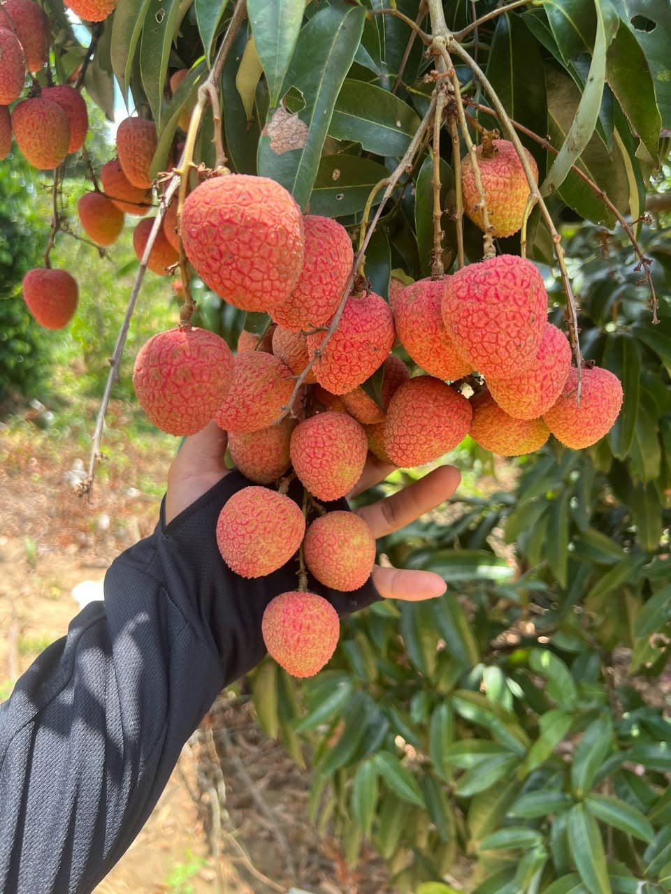 Bán vải Đăk Lăk tươi, trái to, ngọt, giá ưu đãi theo số lượng: 1kg 40k, 2kg 75k, 3kg 110k. Nhận đơn và ship vào Thứ 4. Liên hệ qua bình luận hoặc nhắn tin. - 2/4