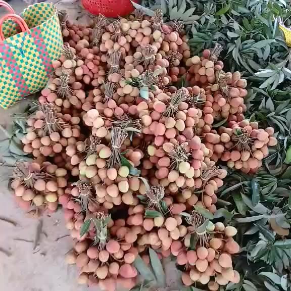 Nhận đơn vải u hồng (105k/3kg) và nhãn Hương Chi (120k/3kg), trái ngọt, tươi, giao ngày mai. - 1/5