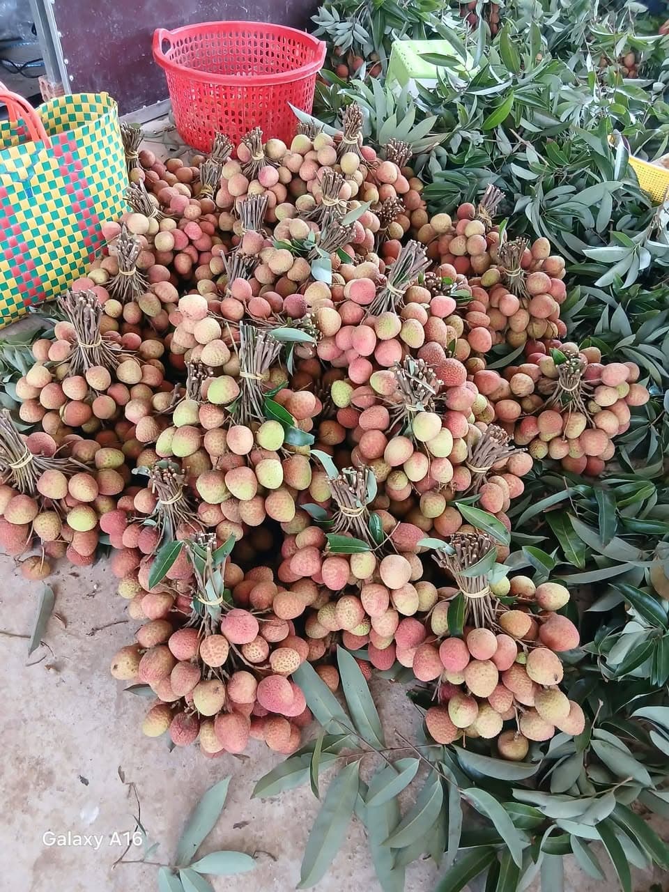 Nhận đơn vải u hồng (105k/3kg) và nhãn Hương Chi (120k/3kg), trái ngọt, tươi, giao ngày mai. - 2/5
