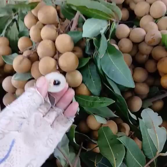 Nhận đơn vải u hồng (105k/3kg) và nhãn Hương Chi (120k/3kg), trái ngọt, tươi, giao ngày mai. - 3/5