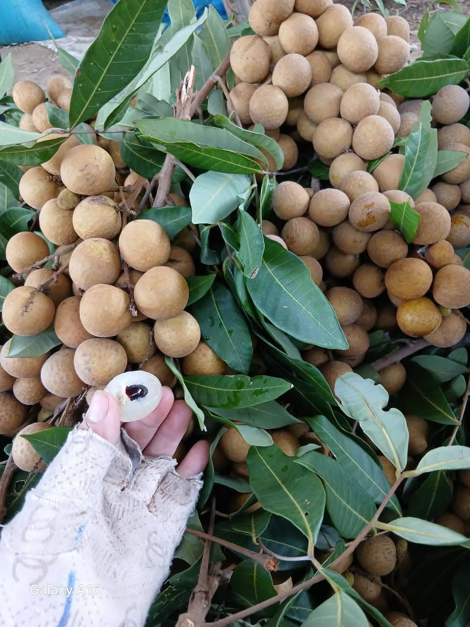 Nhận đơn vải u hồng (105k/3kg) và nhãn Hương Chi (120k/3kg), trái ngọt, tươi, giao ngày mai. - 4/5