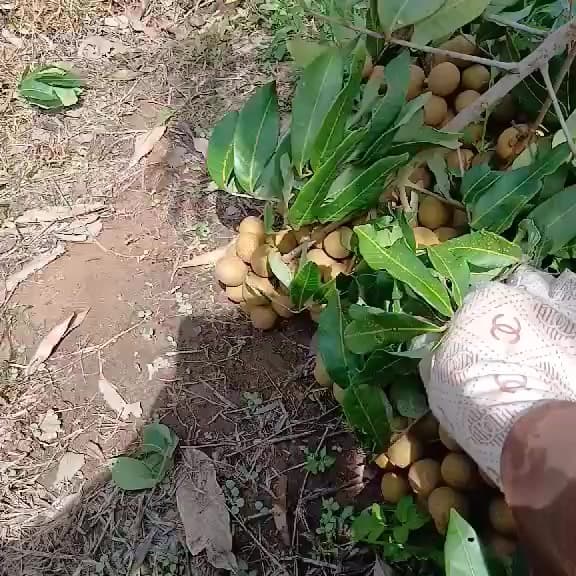 Nhận đơn vải u hồng (105k/3kg) và nhãn Hương Chi (120k/3kg), trái ngọt, tươi, giao ngày mai. - 5/5