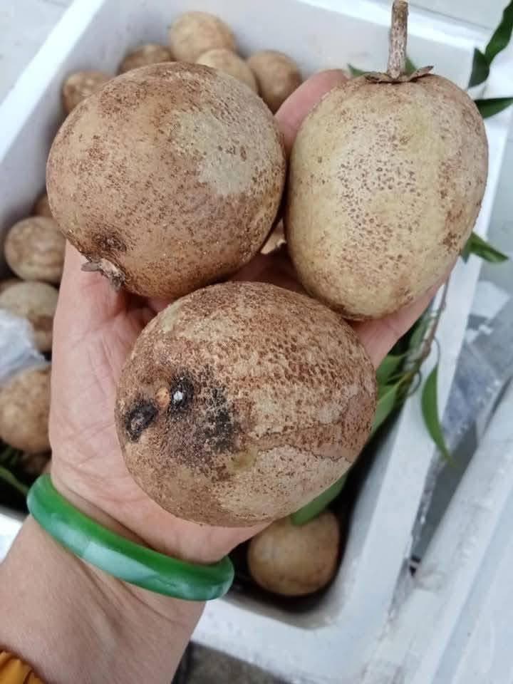 Bán samboche da cám Tiền Giang, hàng vườn tự nhiên, quả già ngọt lịm, ăn liền. Giá 75k/3kg, nhận giao hàng tận nơi. - 2/3