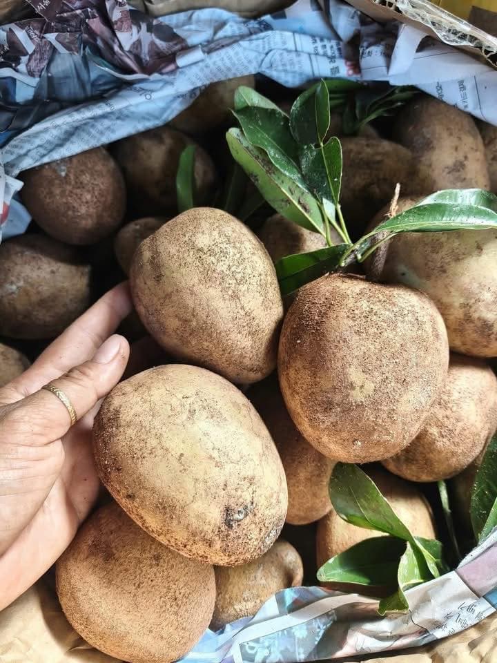 Bán samboche da cám Tiền Giang, hàng vườn tự nhiên, quả già ngọt lịm, ăn liền. Giá 75k/3kg, nhận giao hàng tận nơi. - 3/3